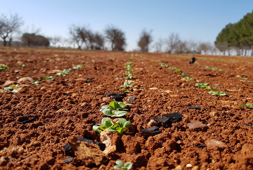 Agronomic visit by Re-Cord and Camelina Company to experimental fields in Spain